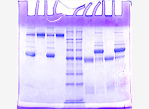 Preparation of poly-and mono-clonal antibodies,Virous cultivation,purification of antigens